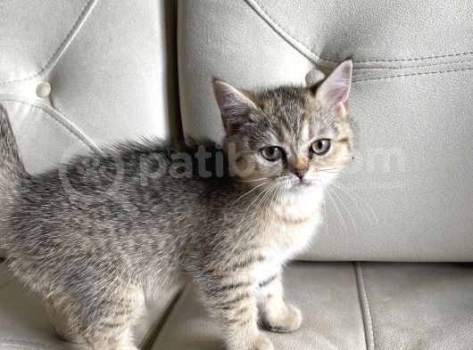 British Shorthair görsel