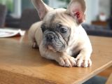 A Class Scr Exoti̇c French Bulldog Irk Garanti̇li̇