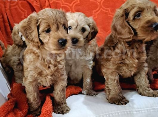 Poodle Ayarinda