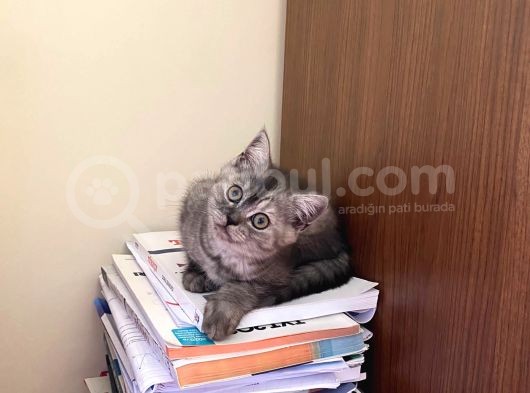 Safkan Brıtısh Straiğht Silver Ns 1133 görsel