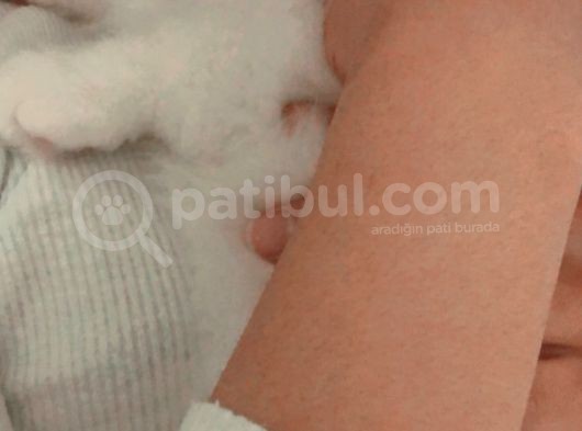 Annemin Hastalığı Nedeni Ile Oğlumuz Gibi Baktığımız Kediyi Takip Şartıyla Uygun Vereceğiz görsel