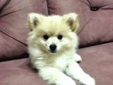 Yavru Pomeranian