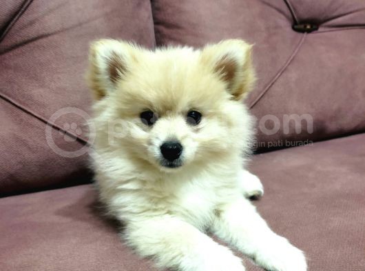 Yavru Pomeranian görsel
