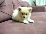 Yavru Pomeranian