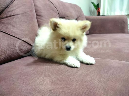 Yavru Pomeranian görsel