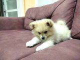 Yavru Pomeranian