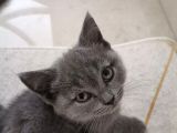 British Shorthair Yavru Kedilerimi Sahiplendiriyorum