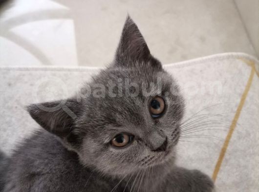 British Shorthair Yavru Kedilerimi Sahiplendiriyorum görsel
