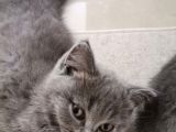 British Shorthair Yavru Kedilerimi Sahiplendiriyorum