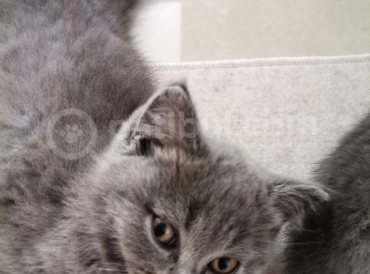 British Shorthair Yavru Kedilerimi Sahiplendiriyorum