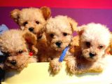 Toplu Veri̇li̇r Toy Poodle
