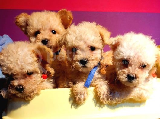 Toplu Veri̇li̇r Toy Poodle