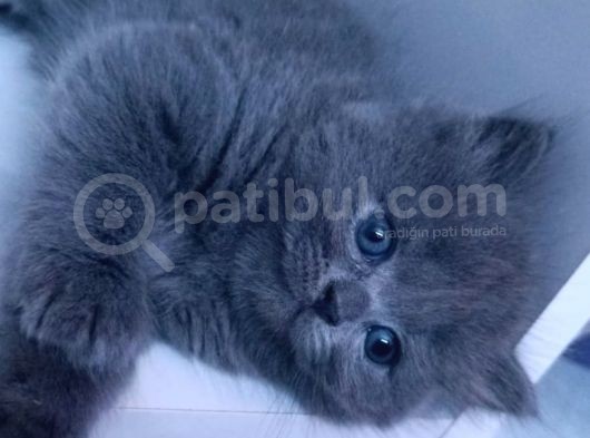45 Günlük Yavru Orjinal British Shorthair Acil görsel