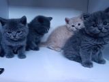 45 Günlük Yavru Orjinal British Shorthair Acil