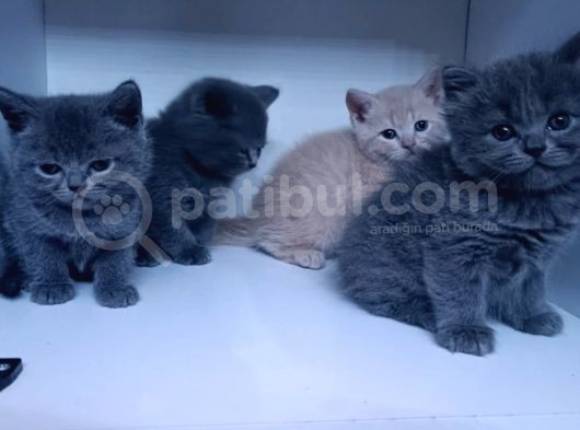 45 Günlük Yavru Orjinal British Shorthair Acil görsel