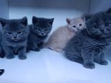 45 Günlük Yavru Orjinal British Shorthair Acil