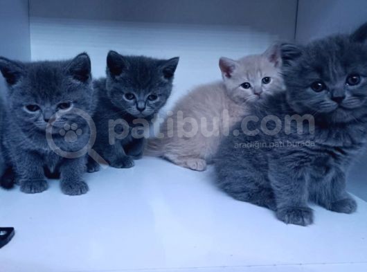45 Günlük Yavru Orjinal British Shorthair Acil