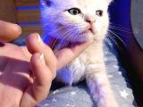 45 Günlük Yavru Orjinal British Shorthair Acil