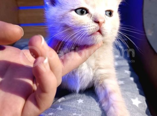 45 Günlük Yavru Orjinal British Shorthair Acil görsel