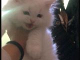 Annemin Hastalığı Nedeni Ile Oğlumuz Gibi Baktığımız Kediyi Takip Şartıyla Uygun Vereceğiz