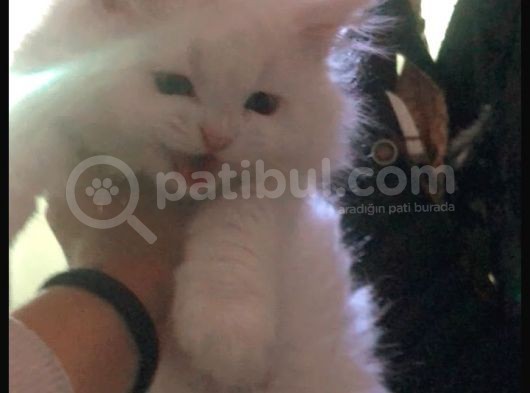 Annemin Hastalığı Nedeni Ile Oğlumuz Gibi Baktığımız Kediyi Takip Şartıyla Uygun Vereceğiz görsel