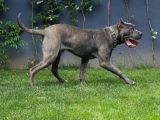 1 Yaşında Cane Corso Blue