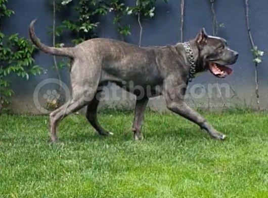 1 Yaşında Cane Corso Blue görsel