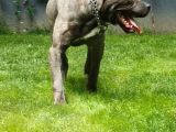 1 Yaşında Cane Corso Blue