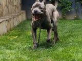 1 yaşında cane corso blue