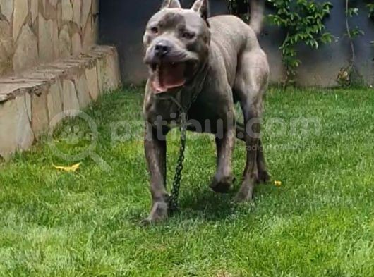 1 Yaşında Cane Corso Blue