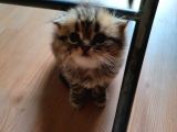 Scottish Fold Longhair Tabby Pamuk Yavrular