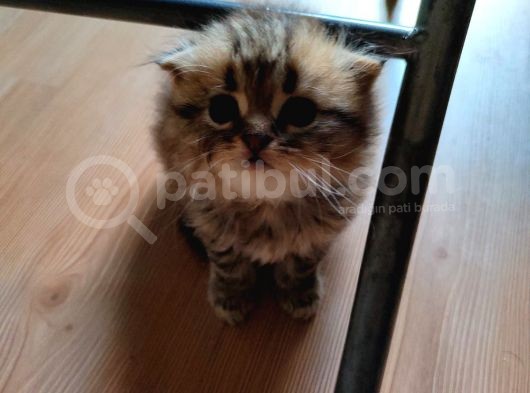 Scottish Fold Longhair Tabby Pamuk Yavrular görsel