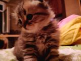 Scottish Fold Longhair Tabby Pamuk Yavrular