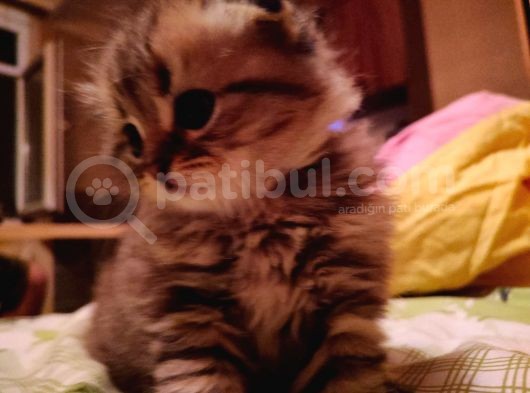 Scottish Fold Longhair Tabby Pamuk Yavrular görsel