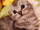 Scottish Fold Longhair Tabby Pamuk Yavrular