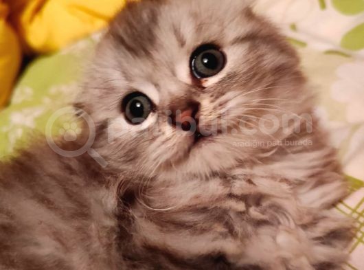Scottish Fold Longhair Tabby Pamuk Yavrular görsel