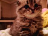 Scottish Fold Longhair Tabby Pamuk Yavrular