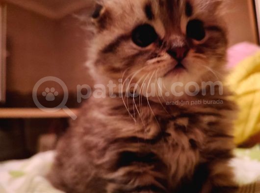 Scottish Fold Longhair Tabby Pamuk Yavrular görsel