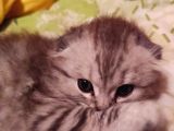 Scottish Fold Longhair Tabby Pamuk Yavrular