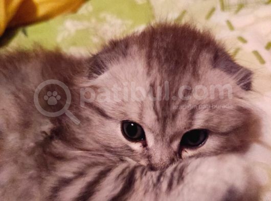 Scottish Fold Longhair Tabby Pamuk Yavrular görsel