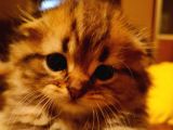 Scottish Fold Longhair Tabby Pamuk Yavrular