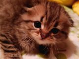 Scottish Fold Longhair Tabby Pamuk Yavrular