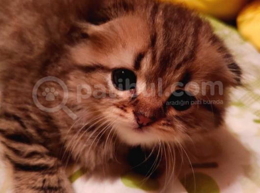 Scottish Fold Longhair Tabby Pamuk Yavrular görsel