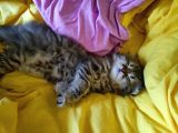 Scottish Fold Longhair Tabby Pamuk Yavrular