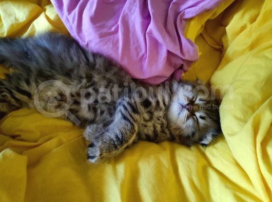 Scottish Fold Longhair Tabby Pamuk Yavrular görsel