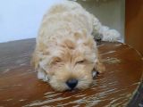 Orjinal Anne Baba Belgeli Poodle Yavruları
