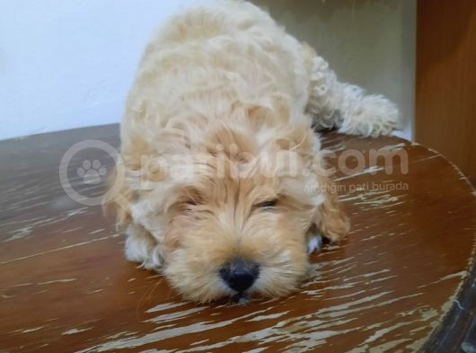 Orjinal Anne Baba Belgeli Poodle Yavruları görsel