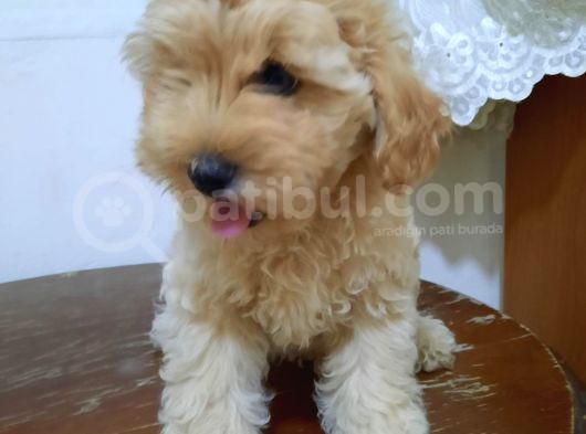 Orjinal Anne Baba Belgeli Poodle Yavruları görsel