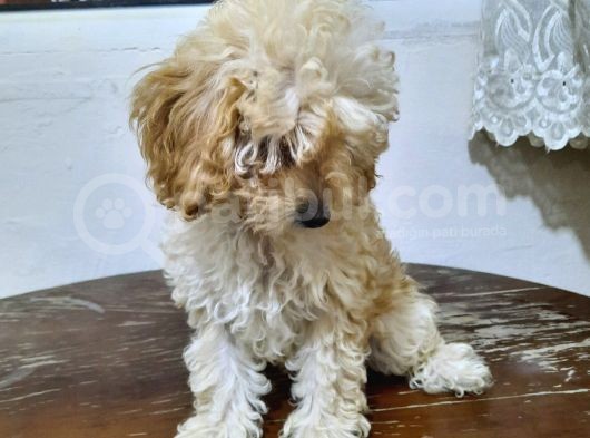 Orjinal Anne Baba Belgeli Poodle Yavruları görsel