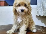 Orjinal Anne Baba Belgeli Poodle Yavruları